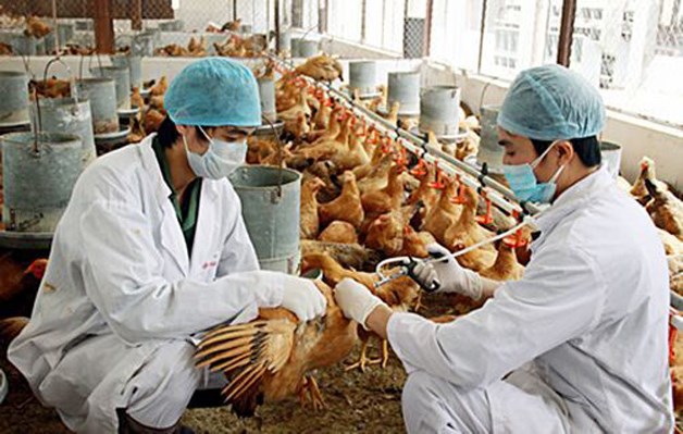 ĐỒNG KHỞI TĂNG CƯỜNG PHÒNG, CHỐNG DỊCH BỆNH CÚM GIA CẦM